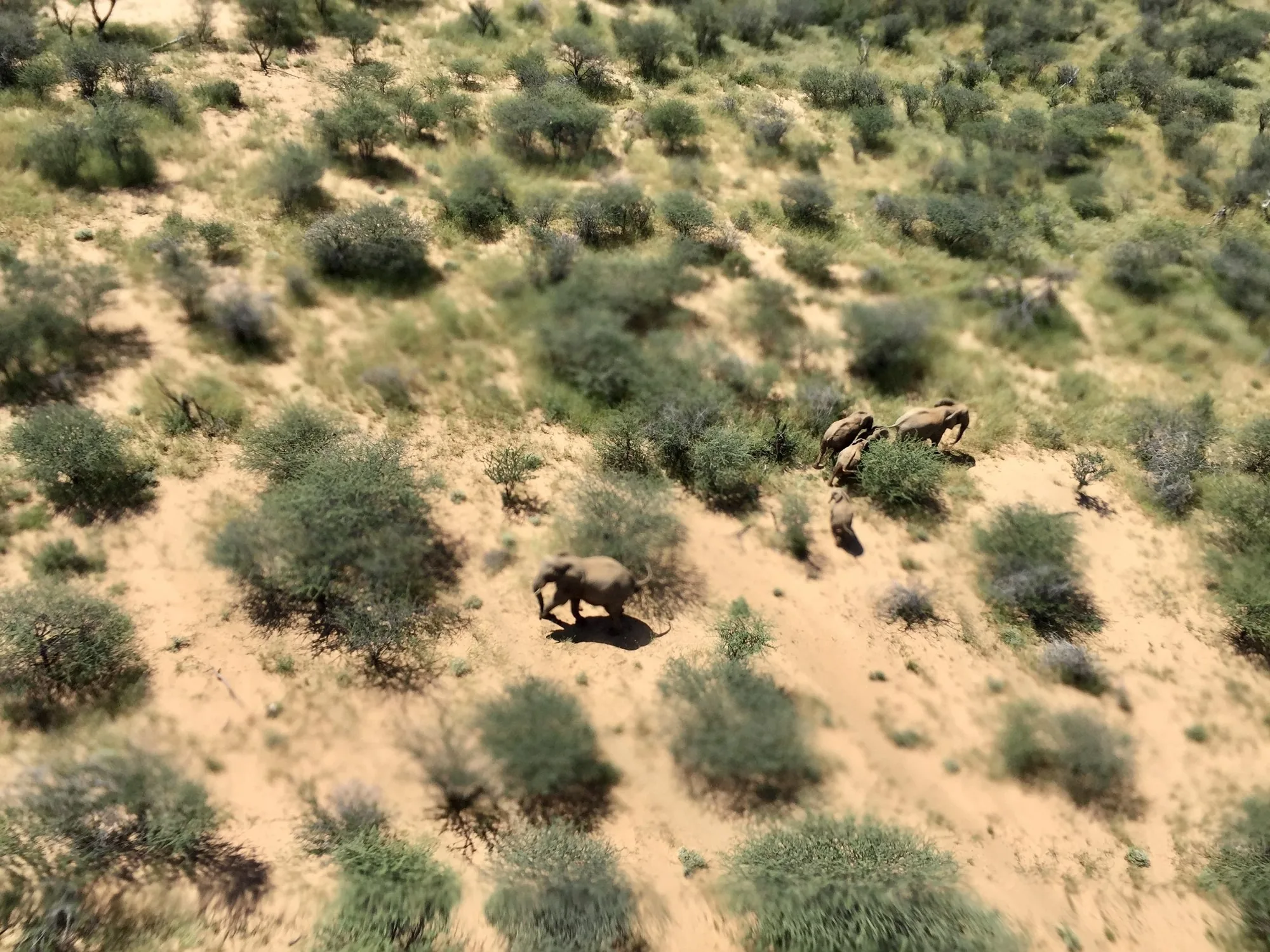 Elephants moving through the Namibian bush, seen from above