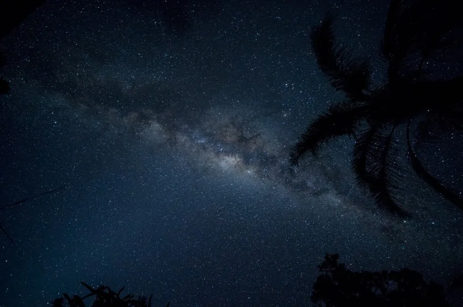 The Milky Way above Namibia, framed by dark tree silhouettes